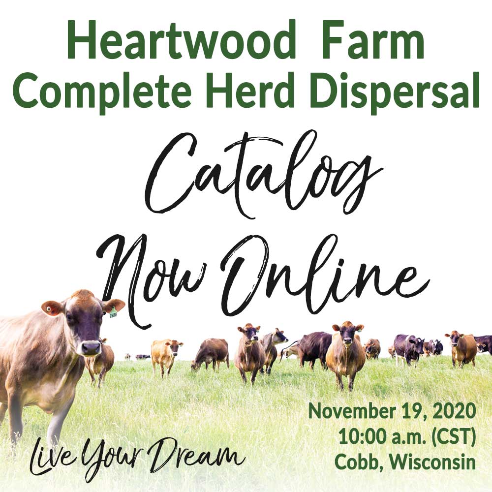 USJersey American Jersey Cattle Association & National AllJersey Inc.