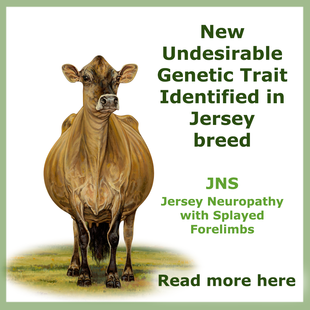 USJersey American Jersey Cattle Association & National AllJersey Inc.