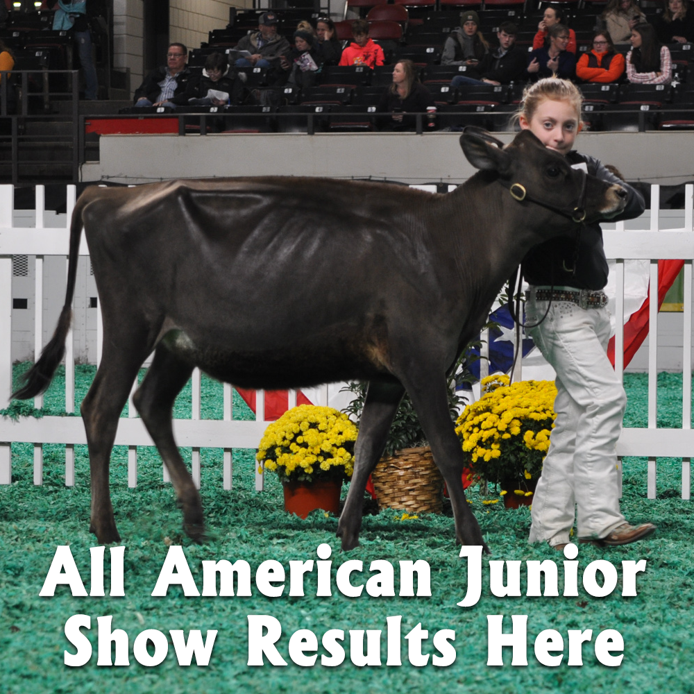 USJersey American Jersey Cattle Association & National AllJersey Inc.