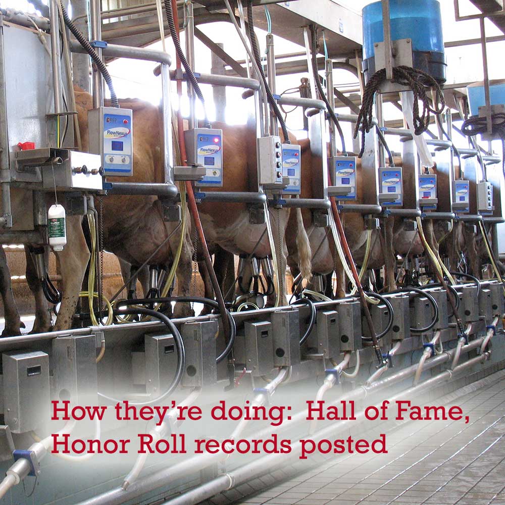 USJersey American Jersey Cattle Association & National AllJersey Inc.